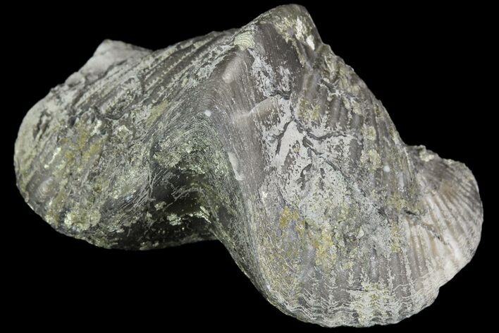Pyrite Replaced Brachiopod (Paraspirifer) - Ohio #89730